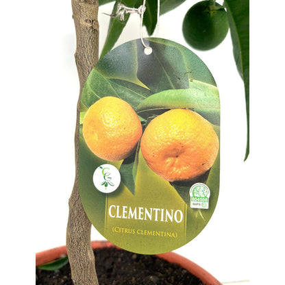 Mandarino Clementina Clemenules M21 90cm
