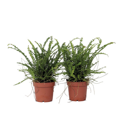 Helecho Espada - 2 Pzs - Nephrolepis 'duffii' - Altura 25-40cm - ⌀12cm