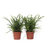 Helecho Espada - 2 Pzs - Nephrolepis 'duffii' - Altura 25-40cm - ⌀12cm