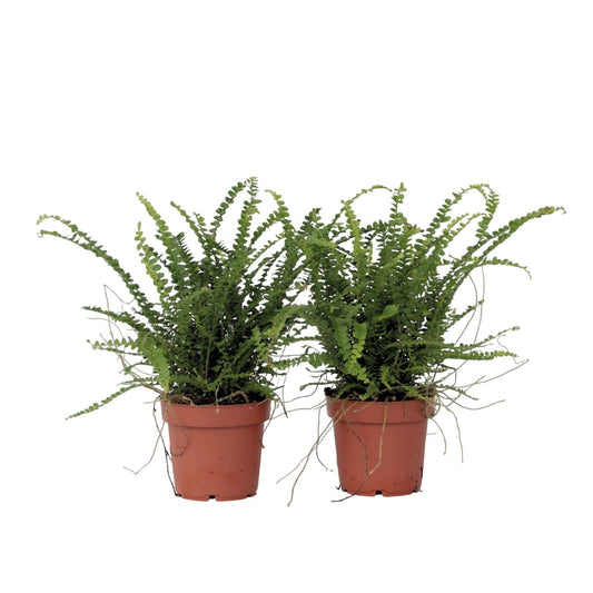 Helecho Espada - 2 Pzs - Nephrolepis 'duffii' - Altura 25-40cm - ⌀12cm_0
