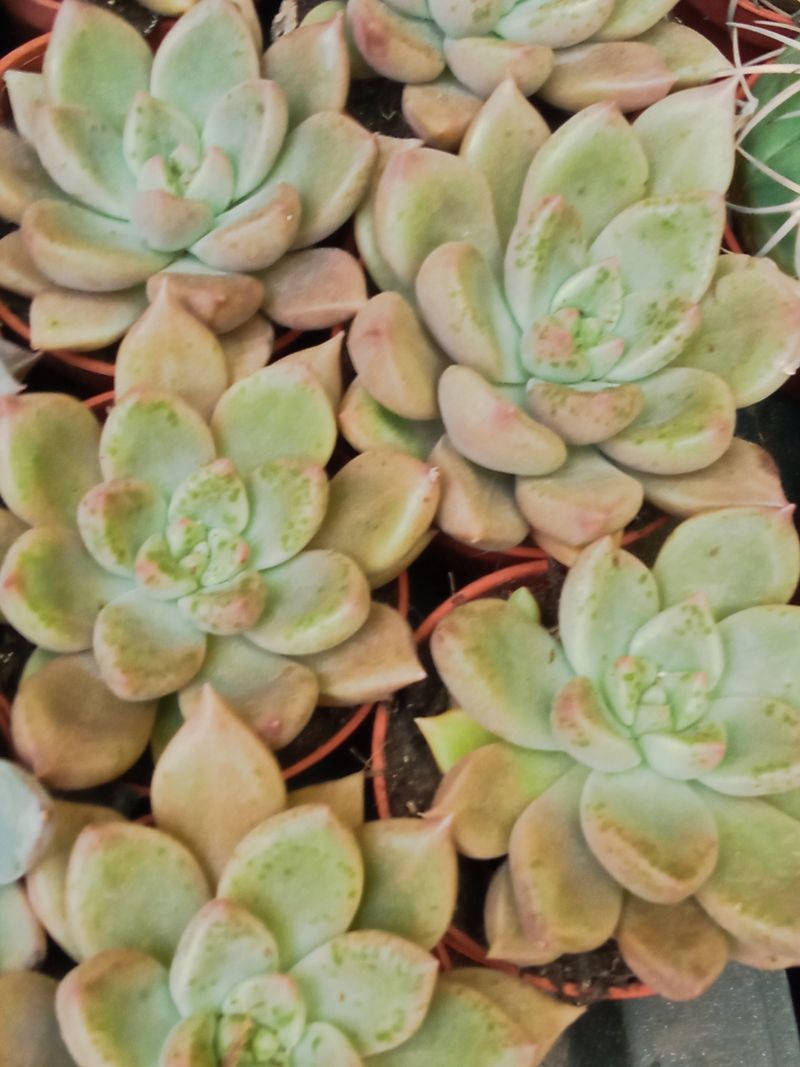 Graptovery Mistery Planta Suculenta Ø5_0