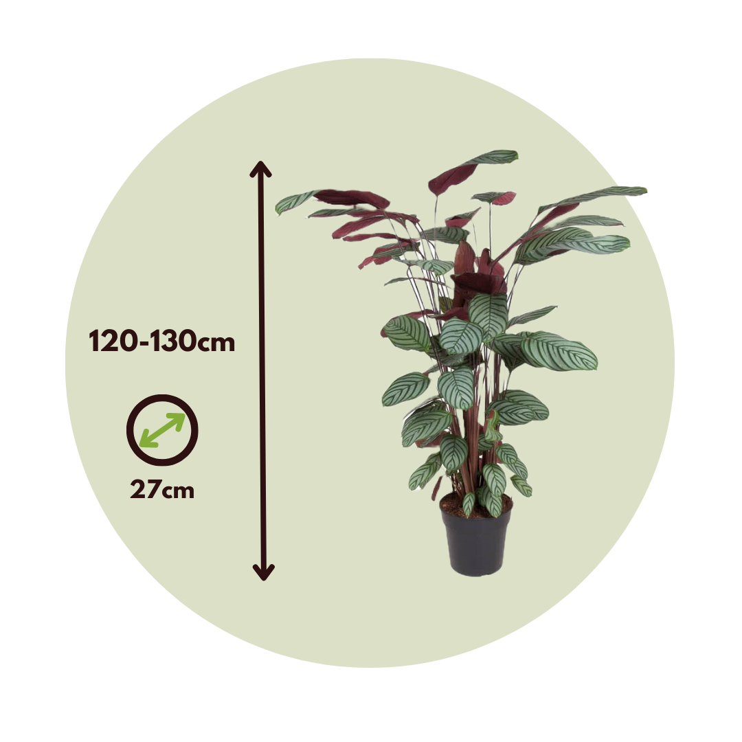 Planta Pavo Real - Calathea 'oppenheimiana' - Altura 120-130cm - ⌀27cm_2