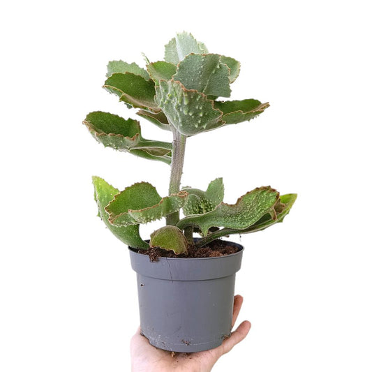 Kalanchoe Beharensis M13_0