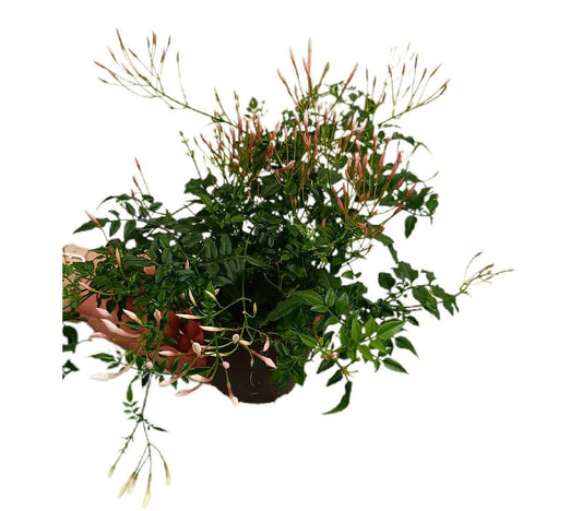 Jasminum Polyanthum M12 (jazmín Chino)_0