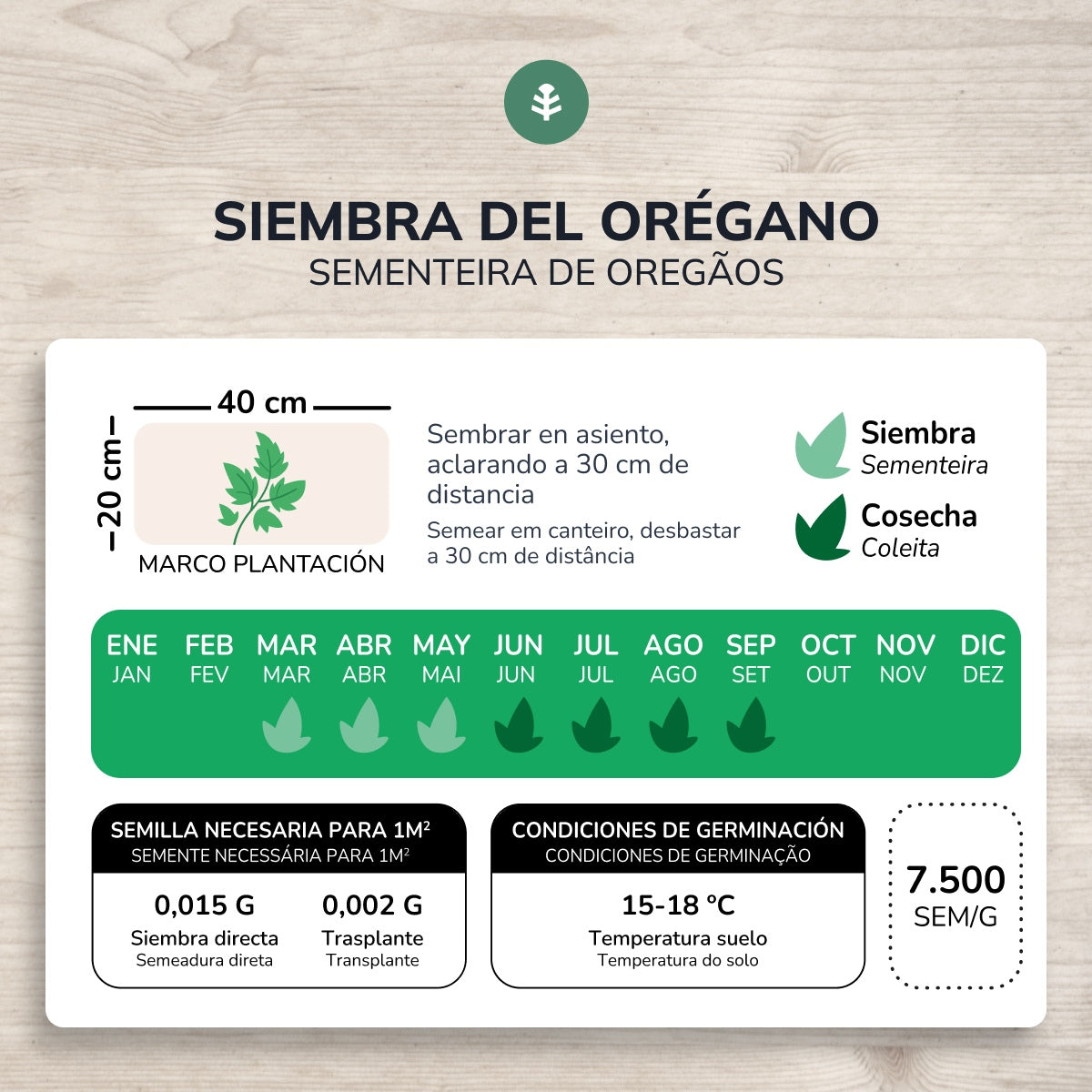 Semillas de Orégano ecológicas Planeta Huerto