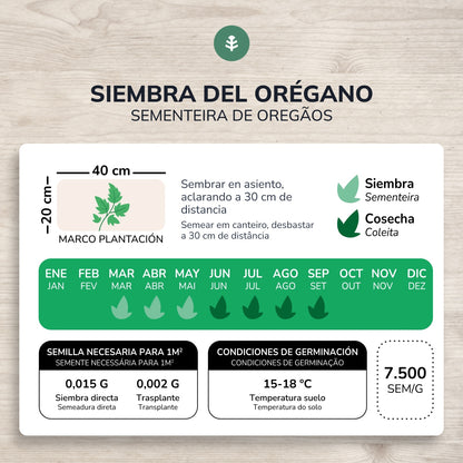 Semillas de Orégano ecológicas Planeta Huerto