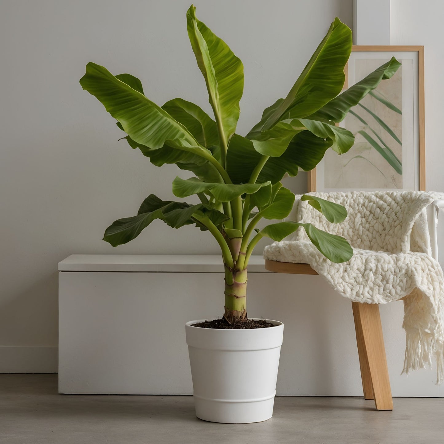 Platanera - Musa Basjoo - Altura 55-70cm - ⌀21cm