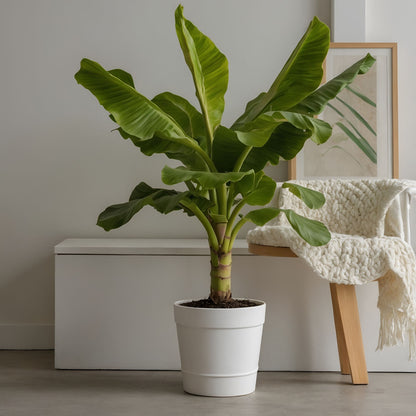 Platanera - Musa Basjoo - Altura 55-70cm - ⌀21cm