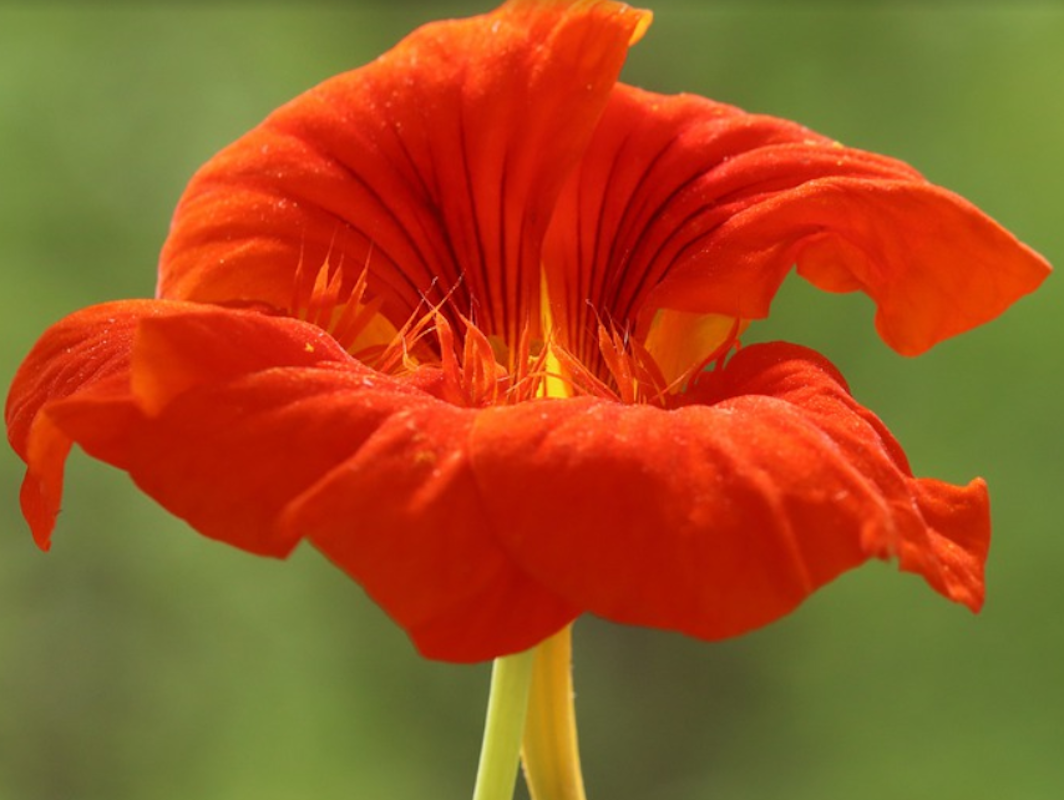 Capuchina O “tropaeolum Majus”_1