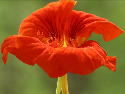 Capuchina O “tropaeolum Majus”_1