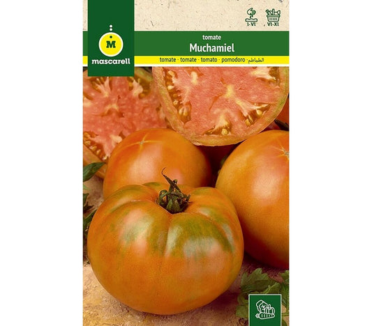 Semillas Tomate Muchamiel