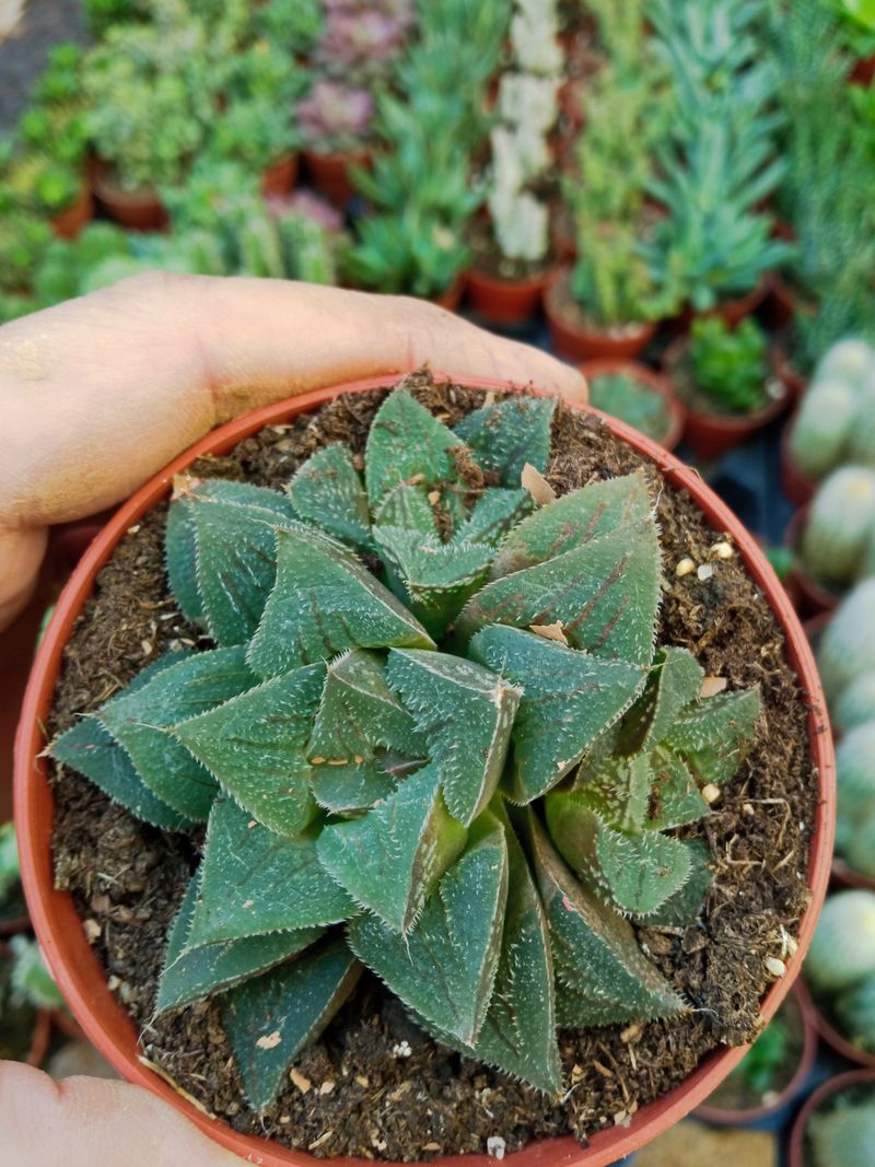 Haworthia Rosalinda Planta Suculenta 8 Cm