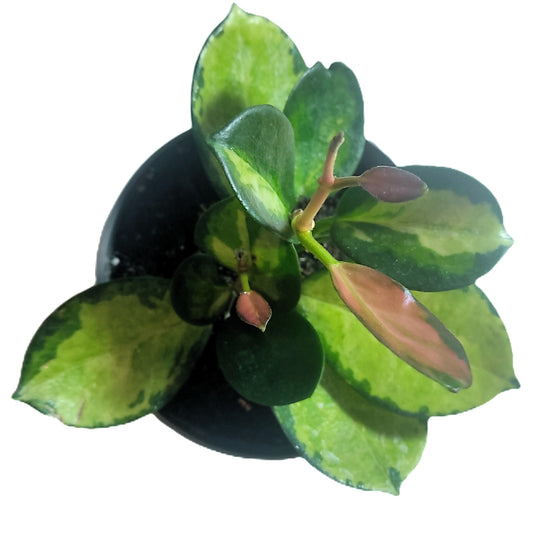 Hoya Australis 'lisa'; Planta Flor De Cera; Curiosarium; Maceta 10,5 Cm_0