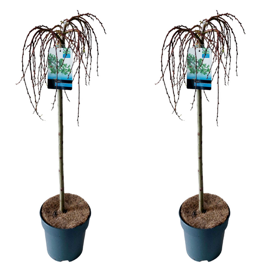 Sauce Arbustivo - 2 Pzs - Salix Arbuscula - Altura 80-90cm - ⌀19cm_0