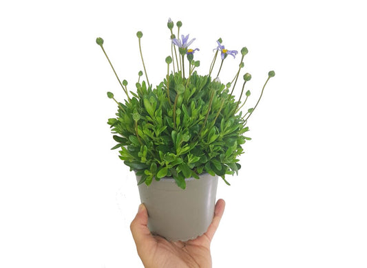 Felicia Amelloides M13 (margarita Azul)_0