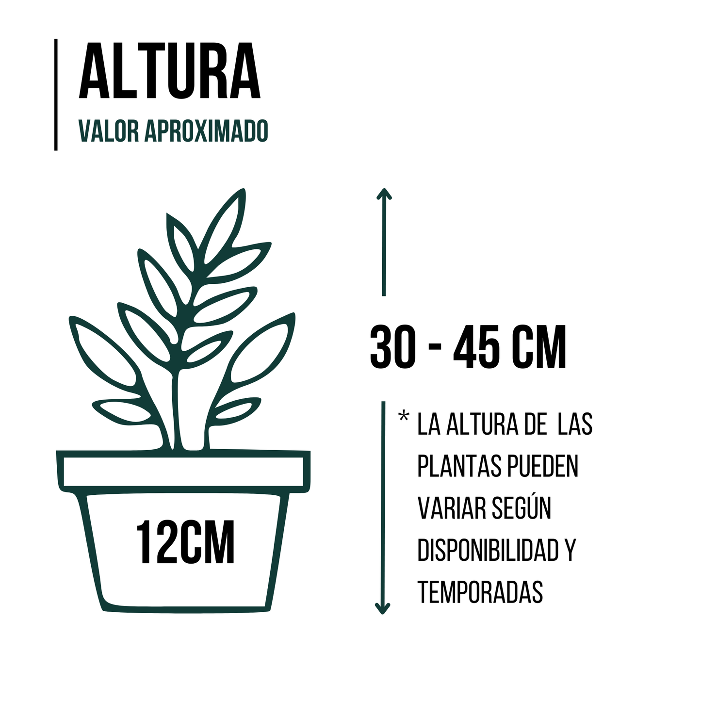 SMPLY | Pack 7 Plantas Interior: Areca, Maranta, Chamaedorea, Dracaena, Helecho, Pachira y Pilea_1