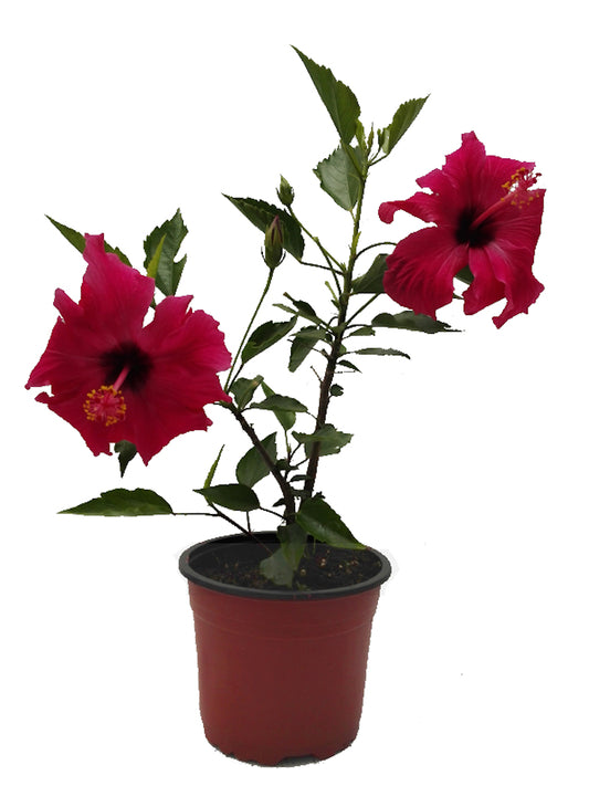 Hibiscus Sinensis Rojo_0