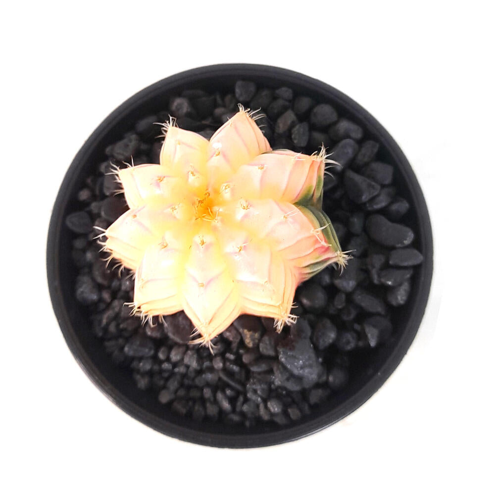 Gymnocalycium Variegata M6_2