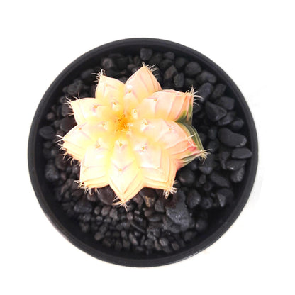 Gymnocalycium Variegata M6