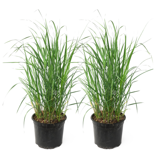Hierba De Pluma - 2 Pzs - Calamagrostis 'karl Foerster' - Altura 40-60cm - ⌀23cm