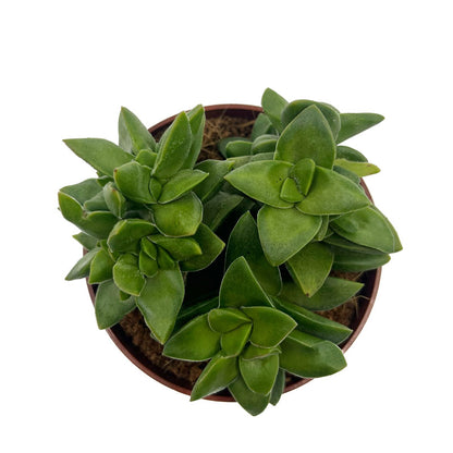 Crassula Springtime Cactus Y Suculentas M8,5 Ø