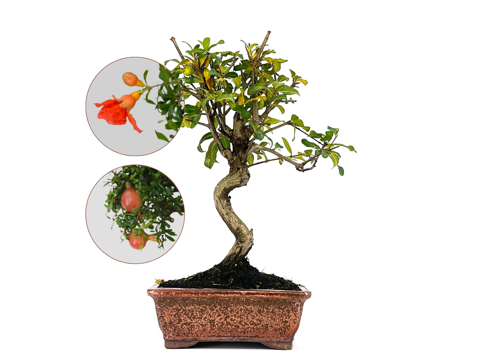 Bonsái Punica Granatum Nejikan – Granado 8 Años_0
