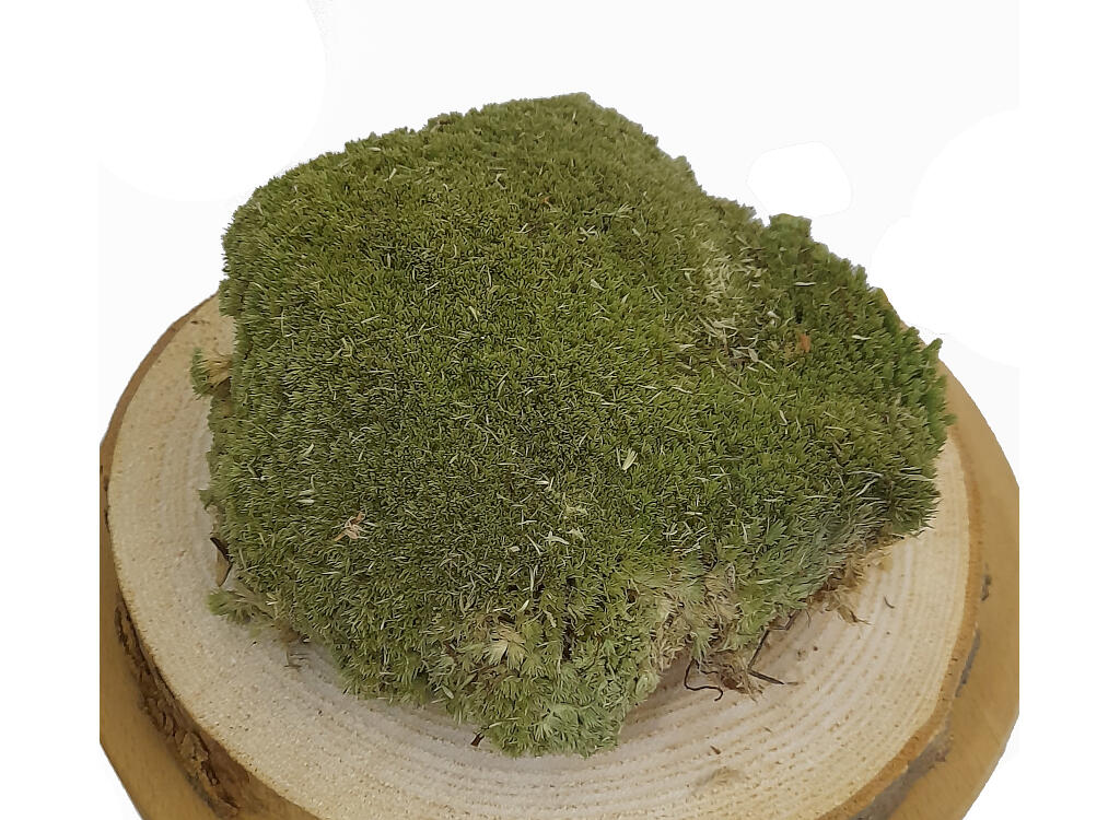 Musgo Bolmos (1 Caja 40x30cm)_1