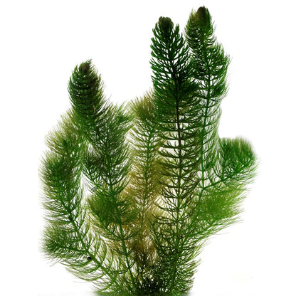 Ceratofilo Ceratophyllum Demersum Estanque - 2l Planta Oxigenante Flotante Algas_0