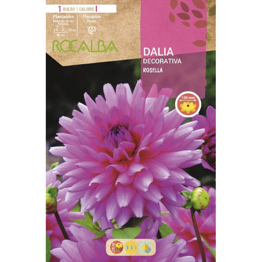 Bulbo Dalia Decorativa Rosella 1 unidad (I)