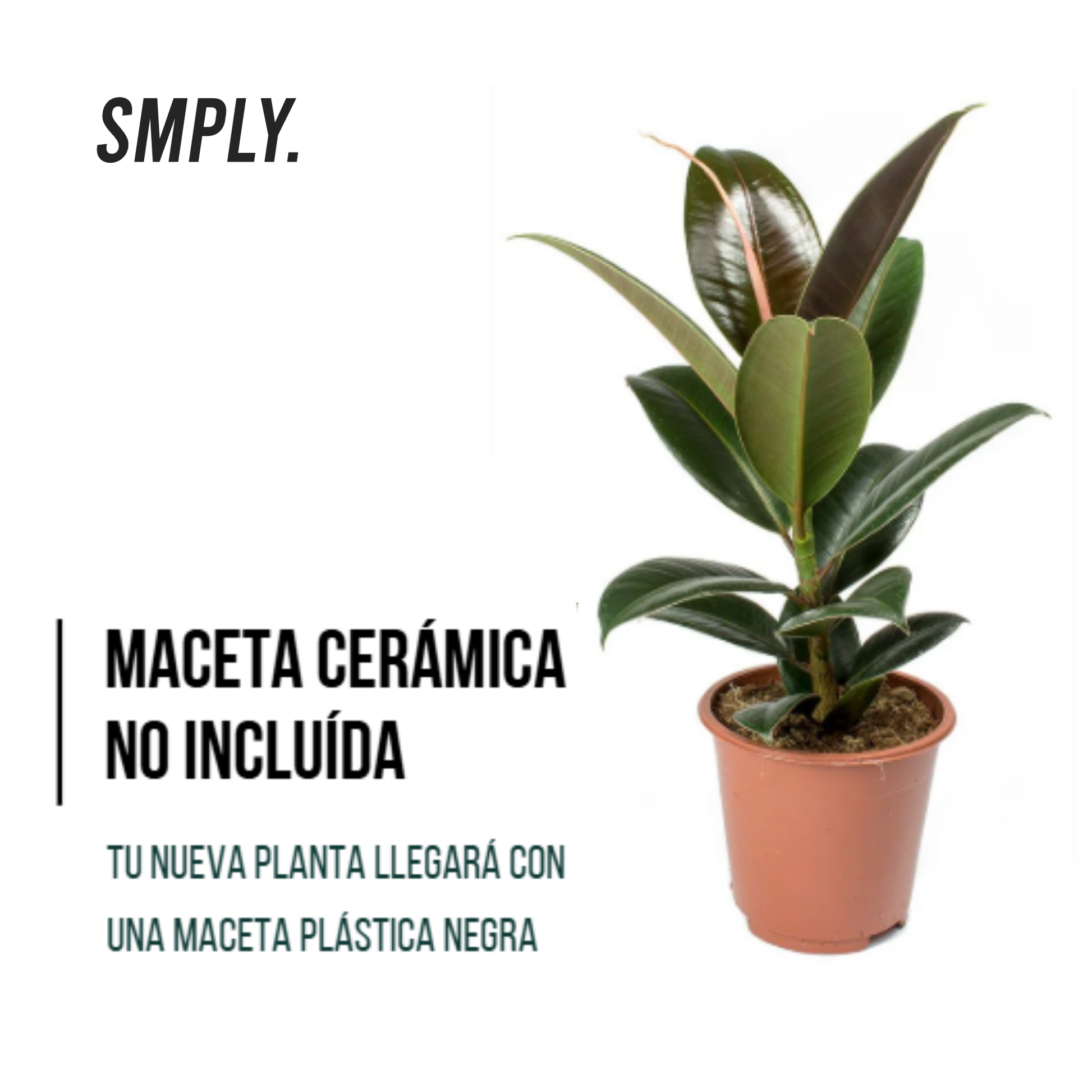 Planta Natural Ficus Robusta Para Interior O Exterior En Maceta Ø13 Cm Altura 45 Cm _3