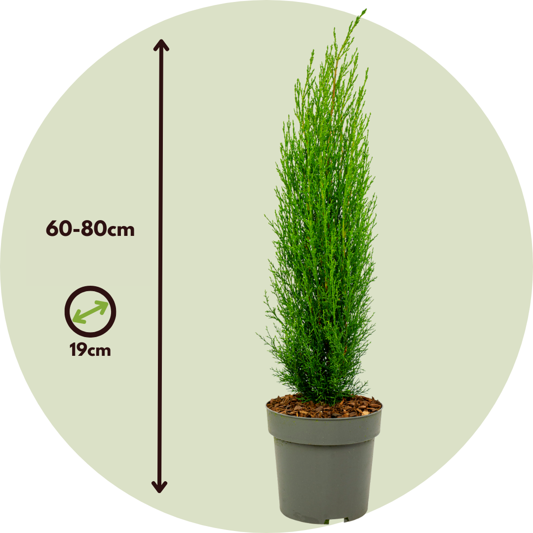 Ciprés Italiano - Cupressus Sempervirens 'totem' - Altura 60-80cm - ⌀19cm_2