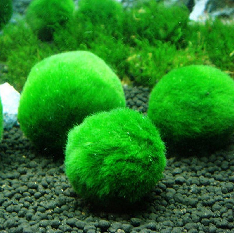 Cladophora Bola Aegagrophila Musgo Acuatico 3 Cm - 1 Unidad_0