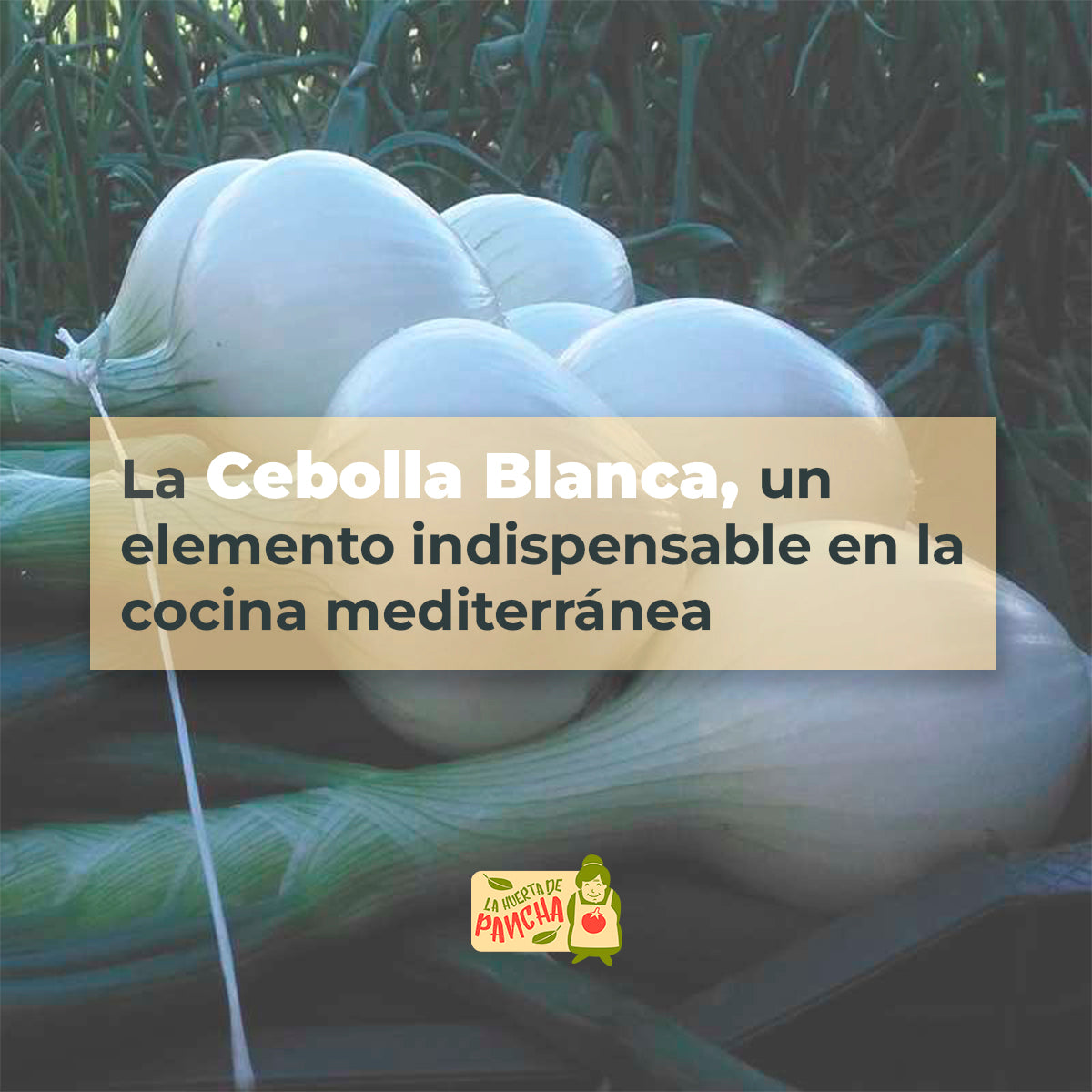 Cebollas Blancas Del Campo A Casa 1/2 Kg_2