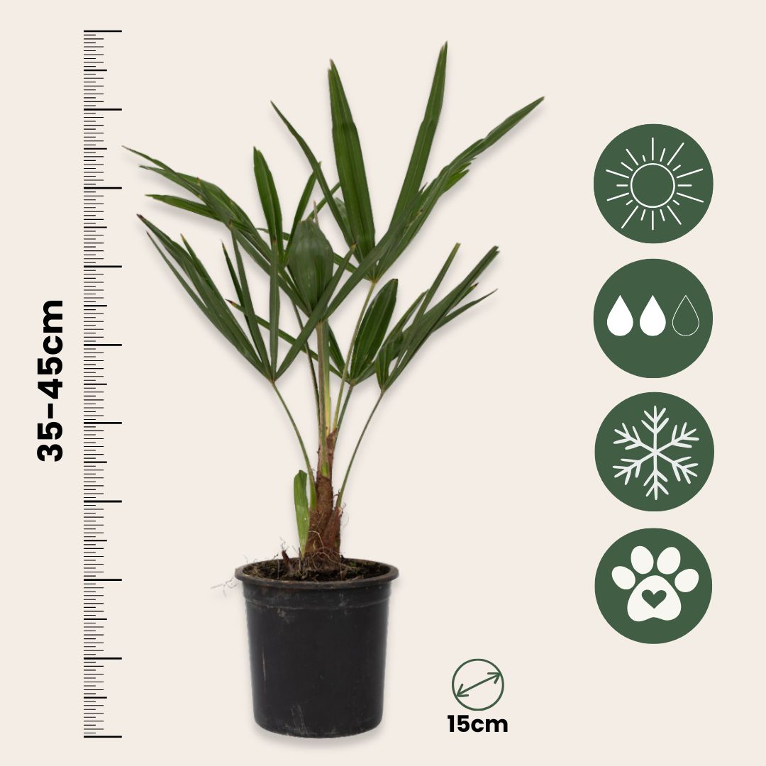 Palma De China - 2 Pzs - Trachycarpus Fortunei - Altura 35-45cm - ⌀15cm_2