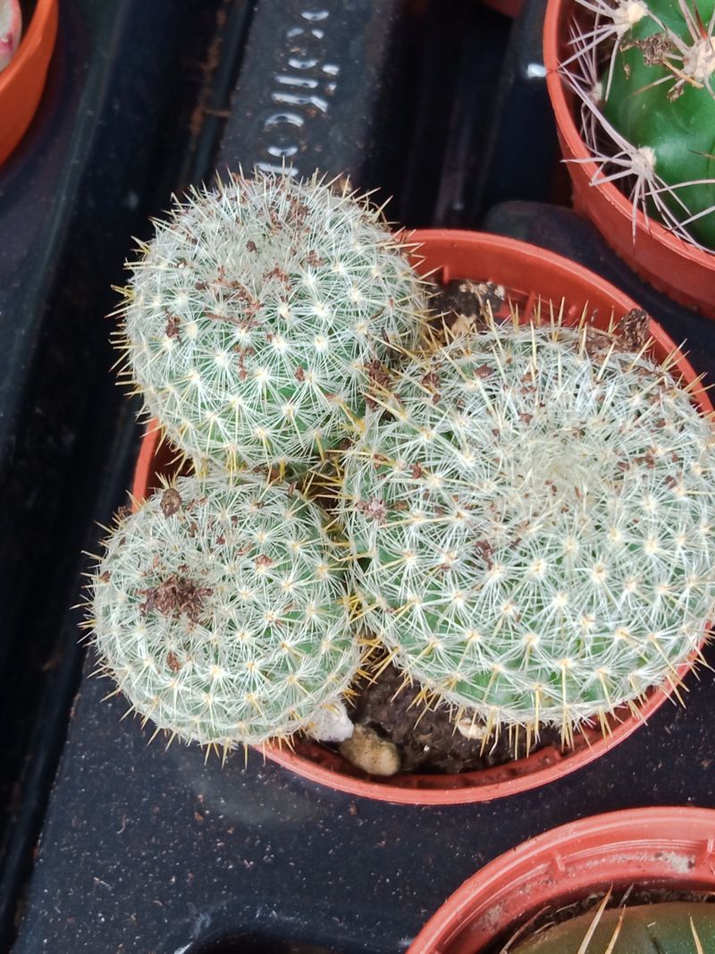 Plantas Suculentas Y Cactus A Elegir Ø5 Cm #ref45