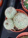 Plantas Suculentas Y Cactus A Elegir Ø5 Cm #ref45