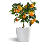 Calamondin - Naranjo Enano - Cítricos Comestibles - Maceta Cerámica - Planta Viva