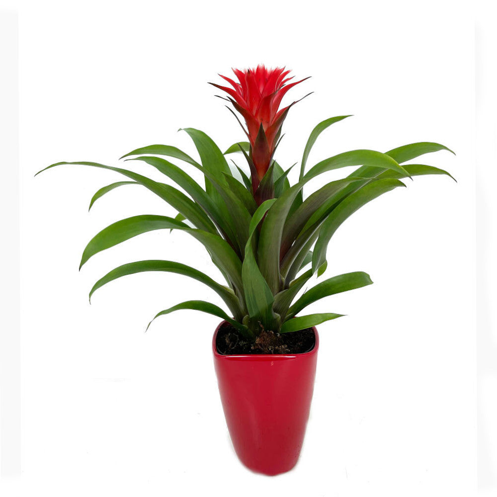 Guzmania Hope M12 40cm