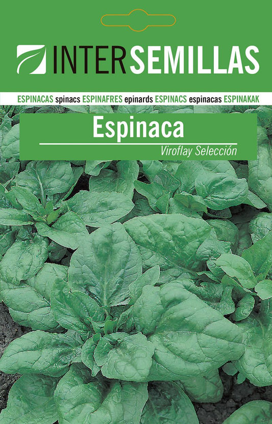 Sobre De Semillas De Espinaca Viroflay_0