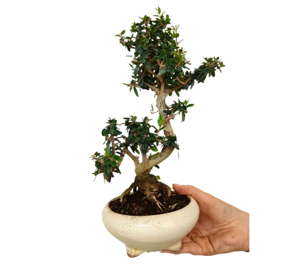 Bonsái Olivo 9 Años Sylvestris (acebuche)