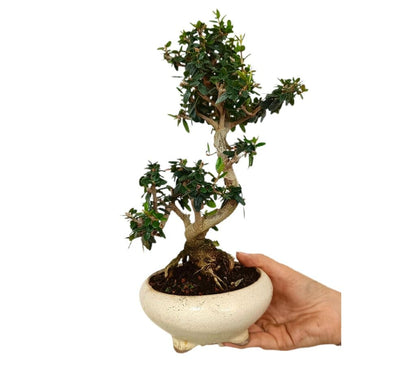 Bonsái Olivo 9 Años Sylvestris (acebuche)