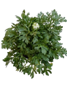 Planta Ranunculo Ø14 De Flor Blanca