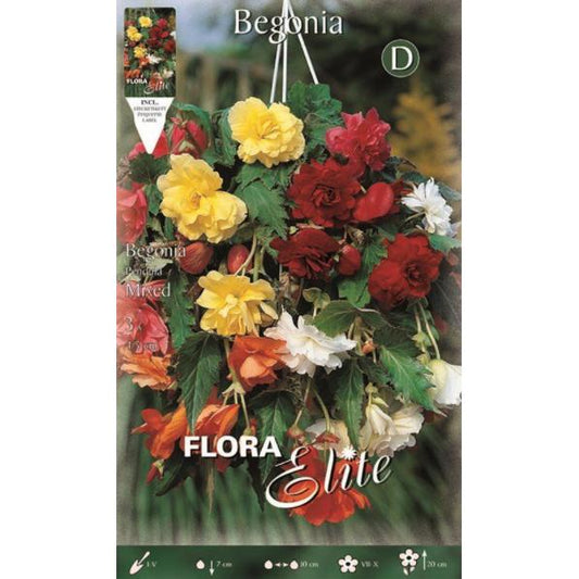 Bulbo Begonia Pendula multicolor 3 uds