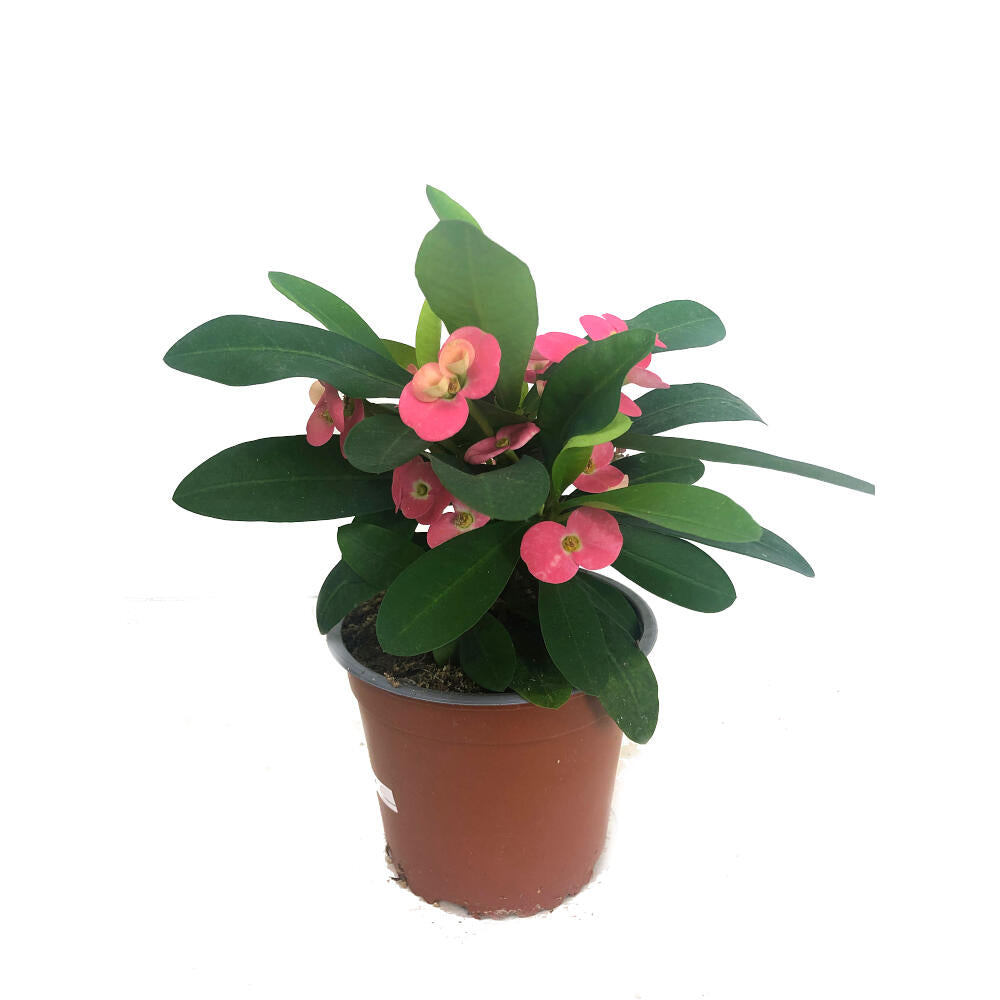 Euphorbia Millii M13 (corona De Cristo)_3