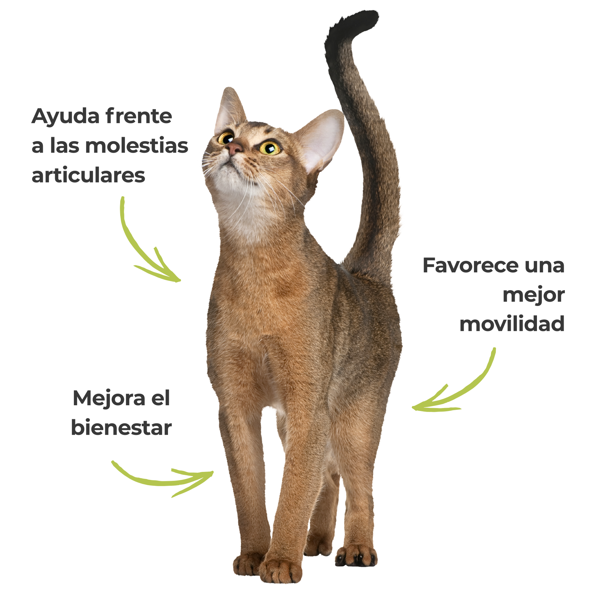 Harpagofito ECO para perros y gatos – Confort articular – 100 g_3