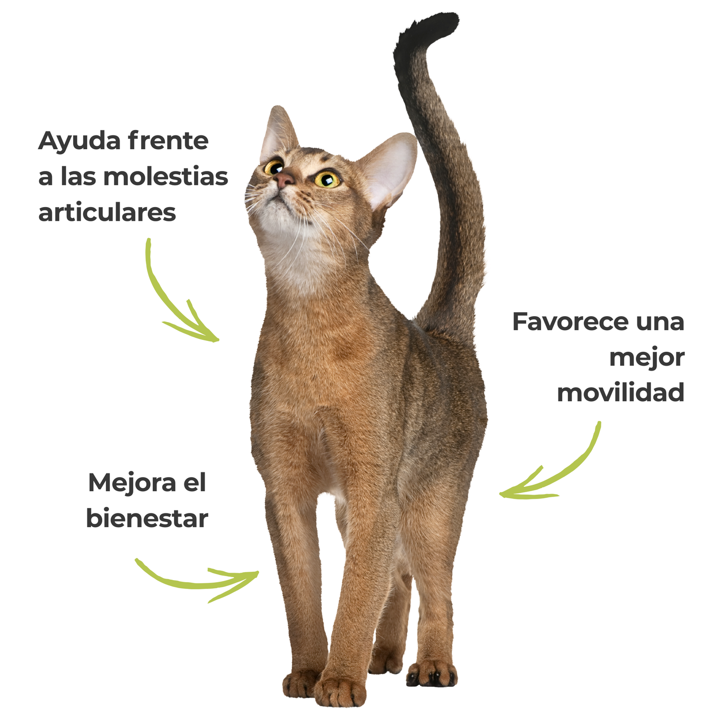 Suplemento natural para el confort articular de perros y gatos – Harpagofito ECO 100 g_3
