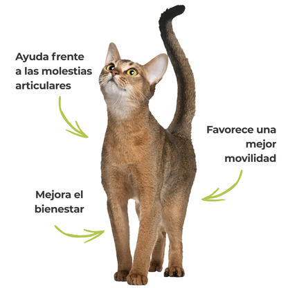 Suplemento natural para el confort articular de perros y gatos – Harpagofito ECO 100 g_3