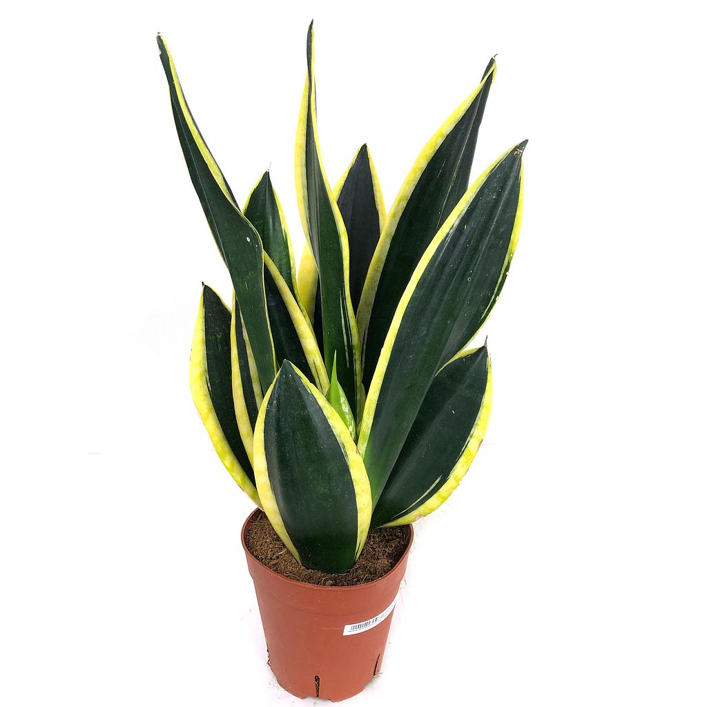 Sansevieria M12 40cm (lengua De Suegra)_0