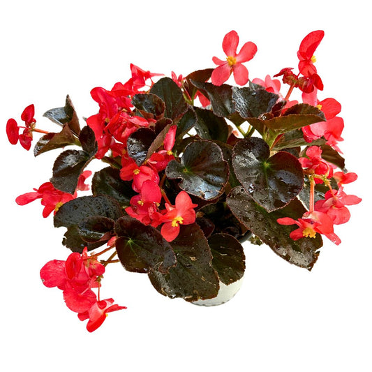 Begonia Barariensis O Begonia Flor De Azúcar_0