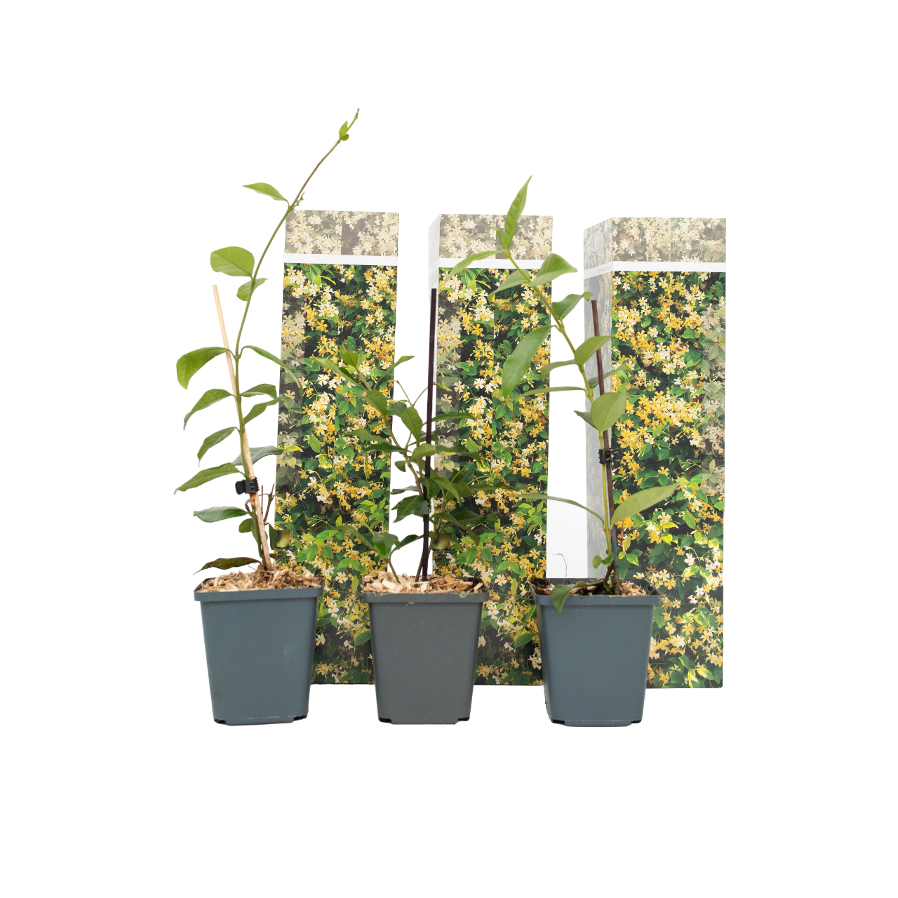 Jazmín Estrellado - 3 Pzs - Trachelospermum Jasminoides - Altura 25-40cm - ⌀9cm_0